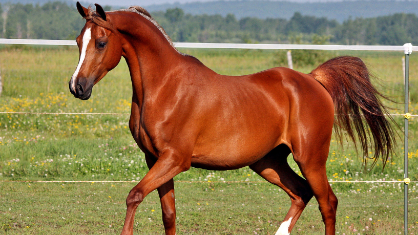 Aldo Vendramin destaca que cuidados adequados e manejo responsável fazem toda a diferença na performance de cavalos crioulos em competições.