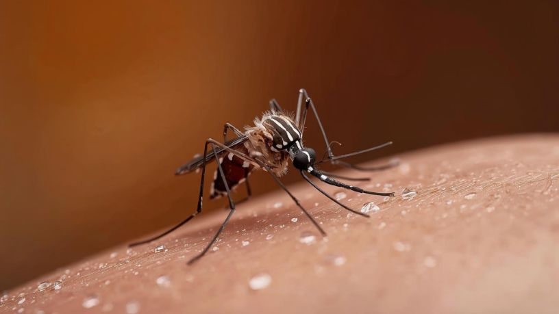 Queda de 75% nos casos de dengue no Brasil em 2026: avanço real na saúde pública ou sinal de alerta silencioso?