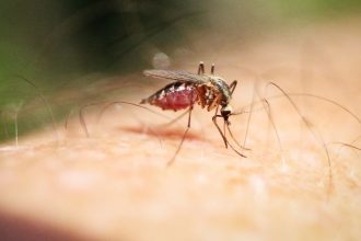 O Impacto da Inovação Biotecnológica no Controle de Vetores e a Modernização da Saúde Pública Urbana