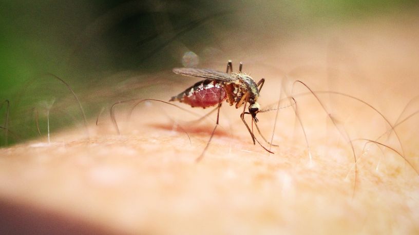 O Impacto da Inovação Biotecnológica no Controle de Vetores e a Modernização da Saúde Pública Urbana